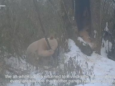 WATCH:  Rare white panda captured on video