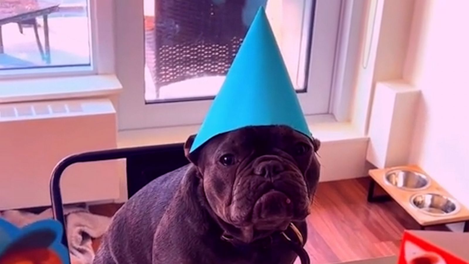 VIDEO: Dog has an adorable birthday party guest