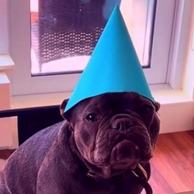 VIDEO: Dog has an adorable birthday party guest