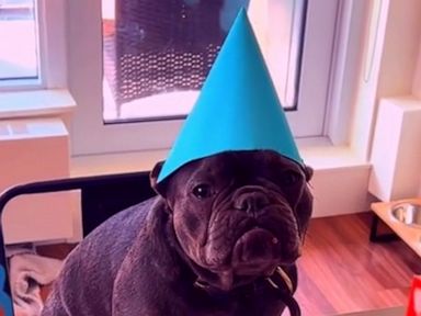 WATCH:  Dog has an adorable birthday party guest