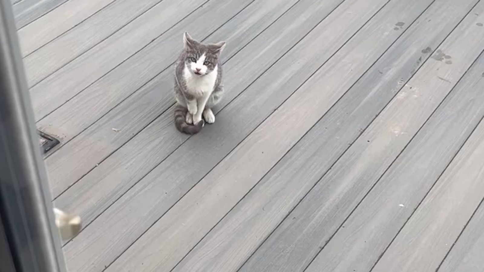 VIDEO: Meowing cats lead woman to litter of barn kittens