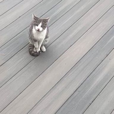 VIDEO: Meowing cats lead woman to litter of barn kittens