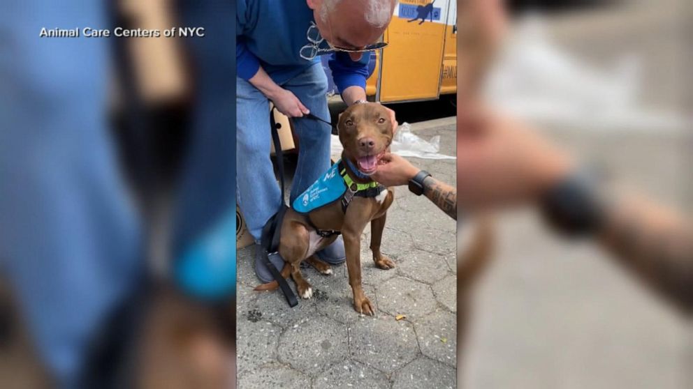 Video Dog and family reunited at a pet adoption event - ABC News