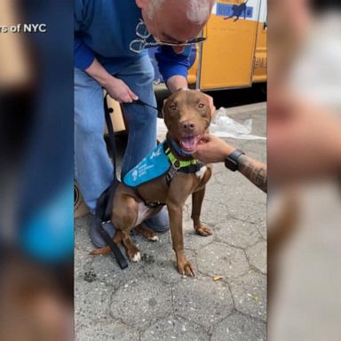 VIDEO: Dog and family reunited at a pet adoption event