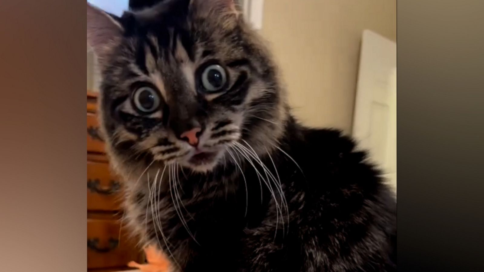 VIDEO: Ivar the Incredible Blind Cat is taking over TikTok