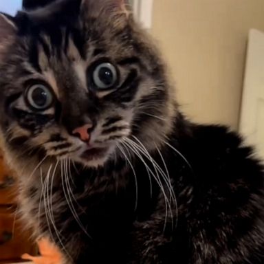 VIDEO: Ivar the Incredible Blind Cat is taking over TikTok