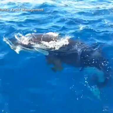 VIDEO: Video shows orca biting off boat’s rudders in waters off Spain