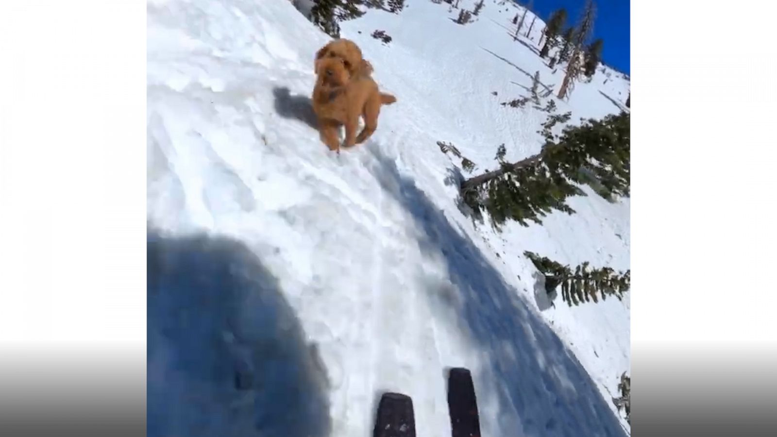 VIDEO: Poodle loves to chase his owner while she's skiing