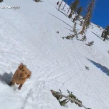 VIDEO: Dogs have fun in snow and sand