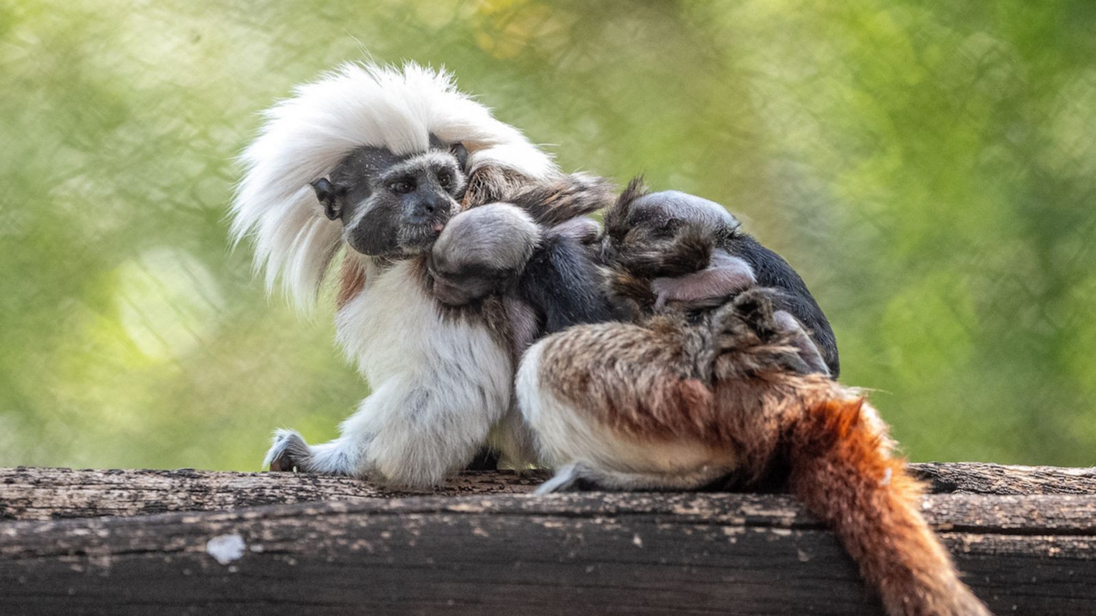 Monkey twin. Близнецы обезьяна. Clingy Baby.