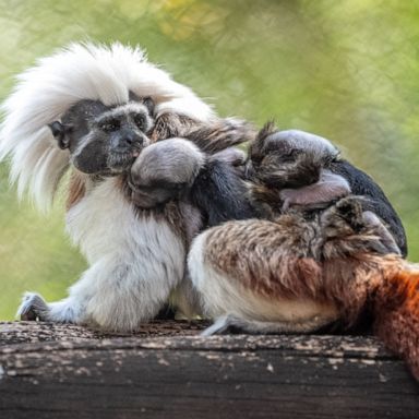 VIDEO: Disney's Animal Kingdom welcomes adorable twin baby monkeys