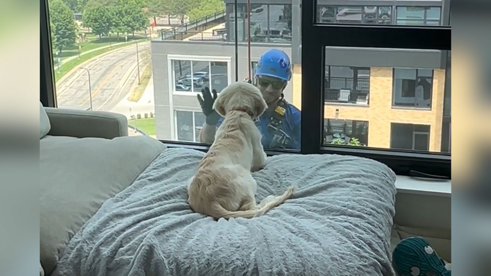 VIDEO: Window cleaner pays golden retriever puppy a surprise visit