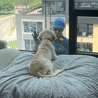 VIDEO: Window cleaner pays golden retriever puppy a surprise visit