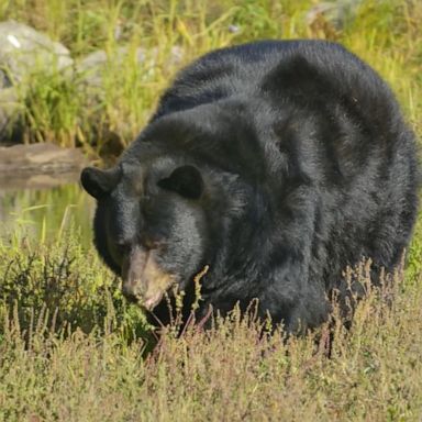 VIDEO: Man killed in unprovoked bear attack in Arizona