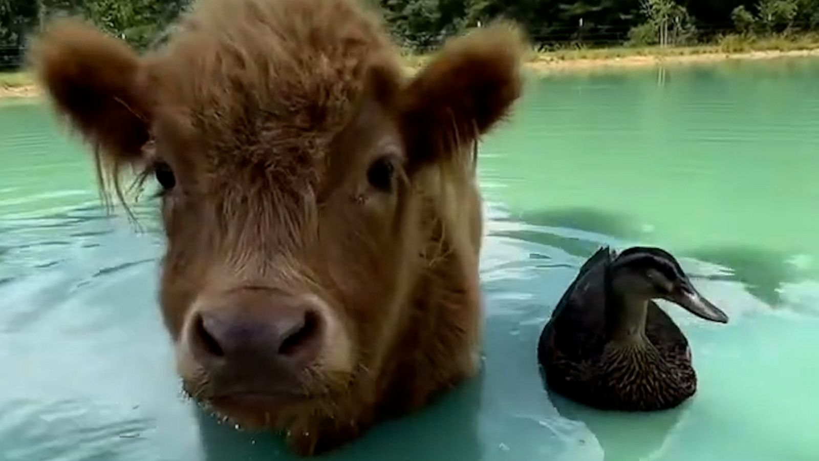 VIDEO: Cow and duck besties go for a swim