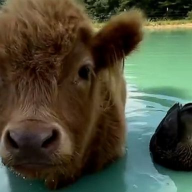 VIDEO: Cow and duck besties go for a swim