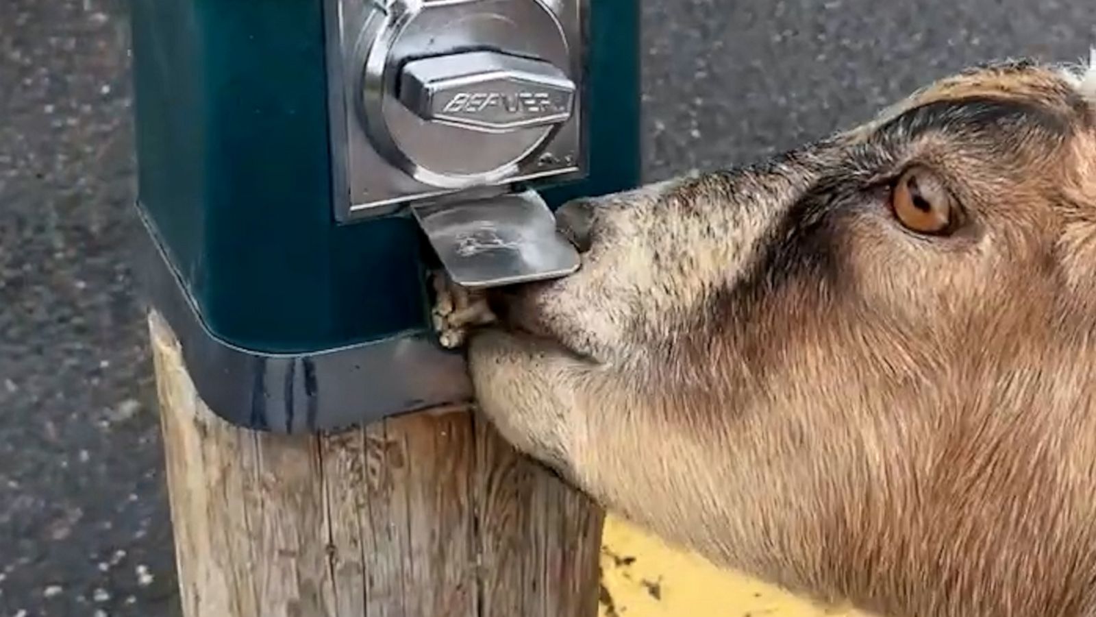 VIDEO: Smart goat finds a way to get its own treats out of dispenser