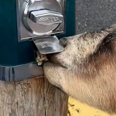 VIDEO: Smart goat finds a way to get its own treats out of dispenser 