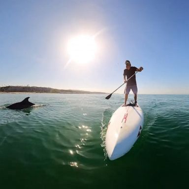 VIDEO: Paddleboarder has magical encounter with dolphin pod