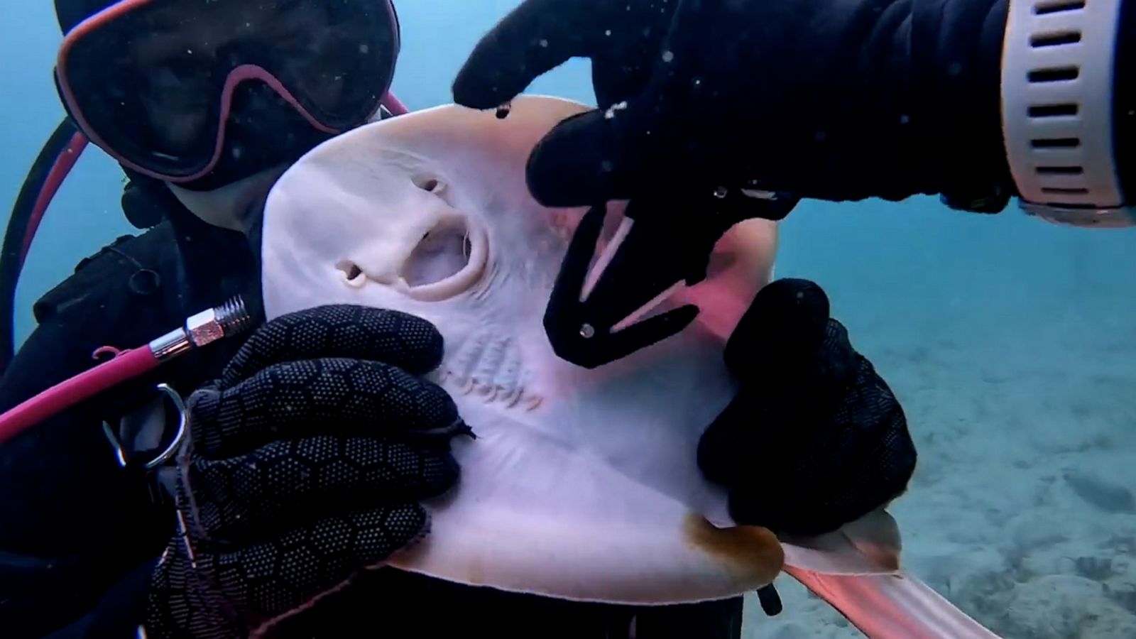 VIDEO: Divers help stingray with fishing line in its mouth