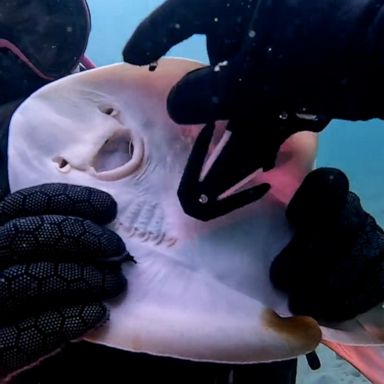 VIDEO: Divers help stingray with fishing line in its mouth