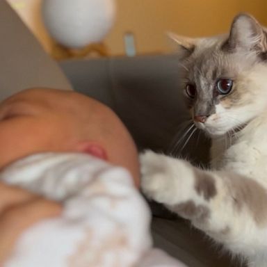 VIDEO: Cat caresses newborn baby with gentle pats