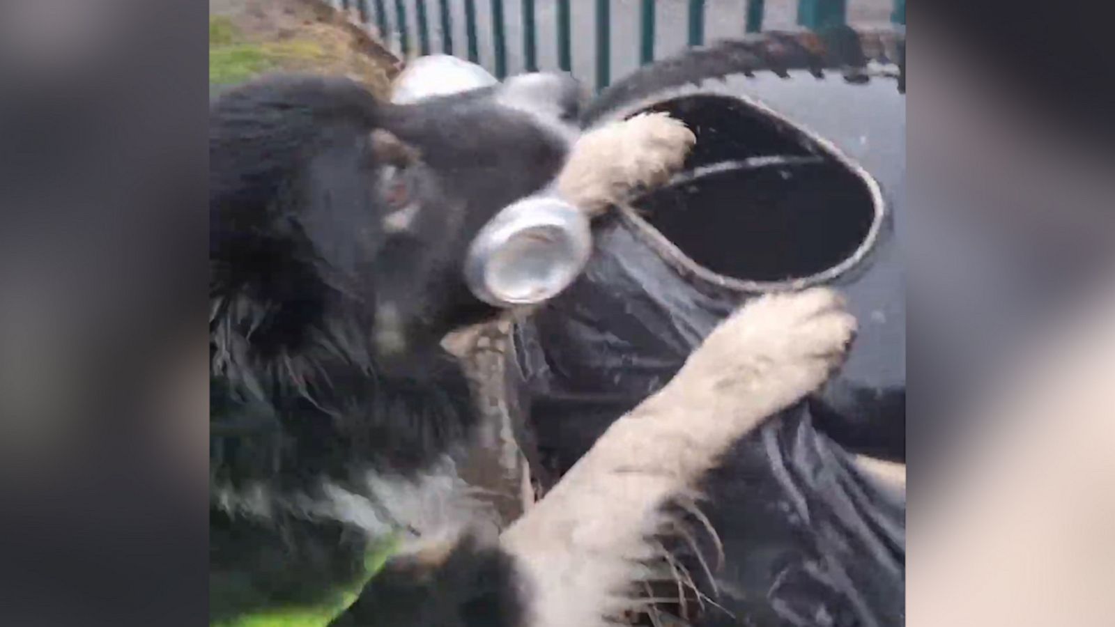 VIDEO: Dog loves to clean up litter