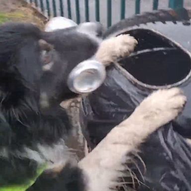 VIDEO: Dog loves to clean up litter