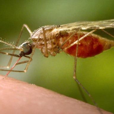 VIDEO: CDC issues warning about Malaria after cases reported in Texas, Florida