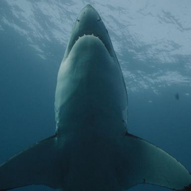 VIDEO: Closer look at National Geographic's Shark Fest