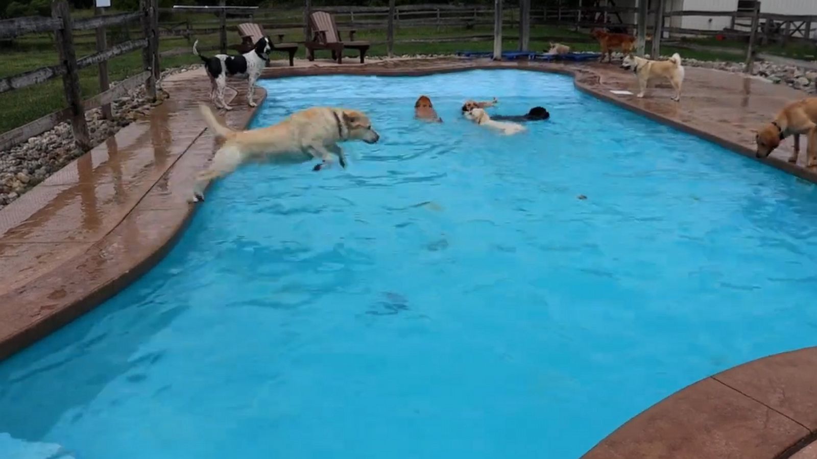 VIDEO: Dogs dive into pool at day care to keep cool