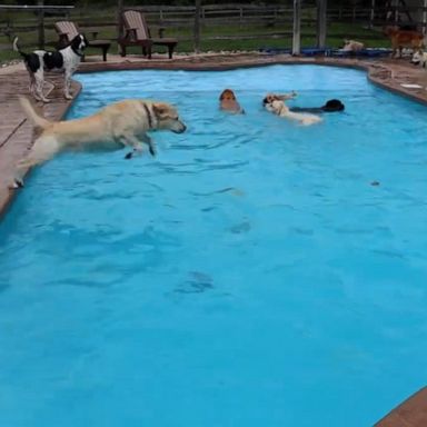 VIDEO: Dogs dive into pool at day care to keep cool