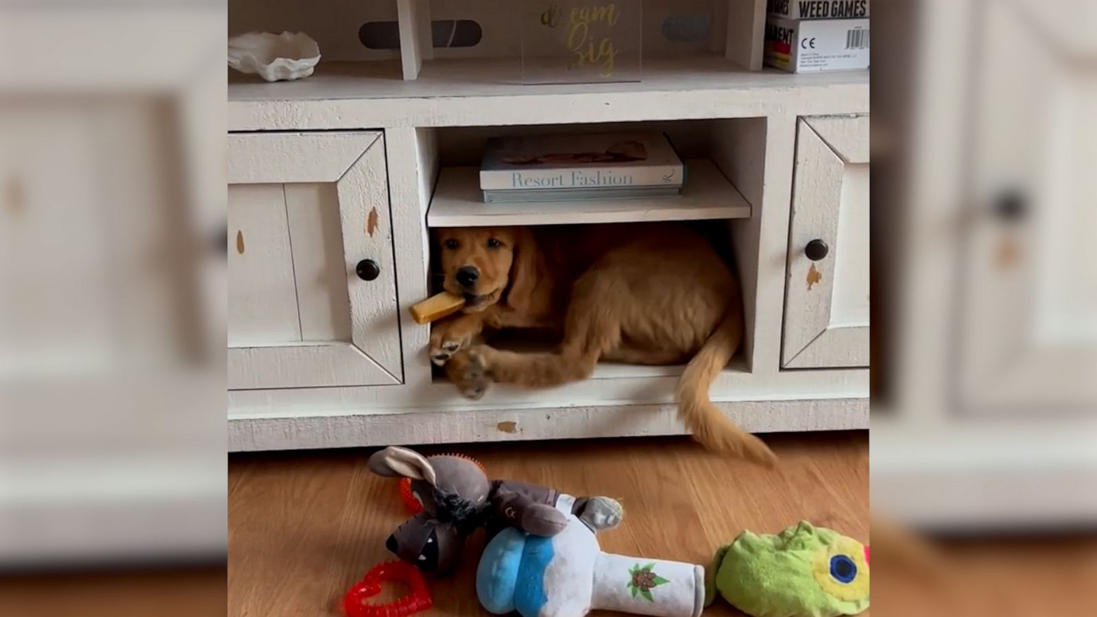 VIDEO: Golden retriever puppy is too big for his favorite cozy spot