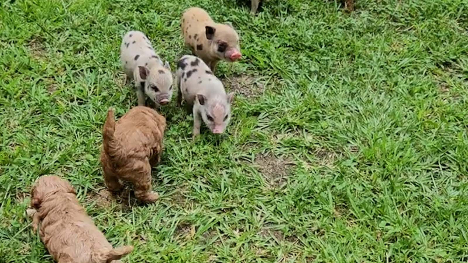 VIDEO: Puppies and mini pigs become newfound friends