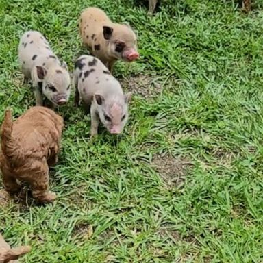 VIDEO: Puppies and mini pigs become newfound friends