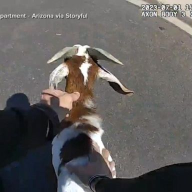 VIDEO: Arizona officer on wild goat pursuit