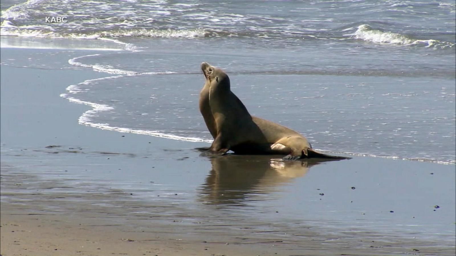 VIDEO: Sea lion attacks teen at beach