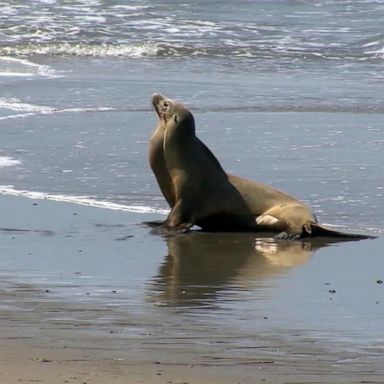 VIDEO: Sea lion attacks teen at beach