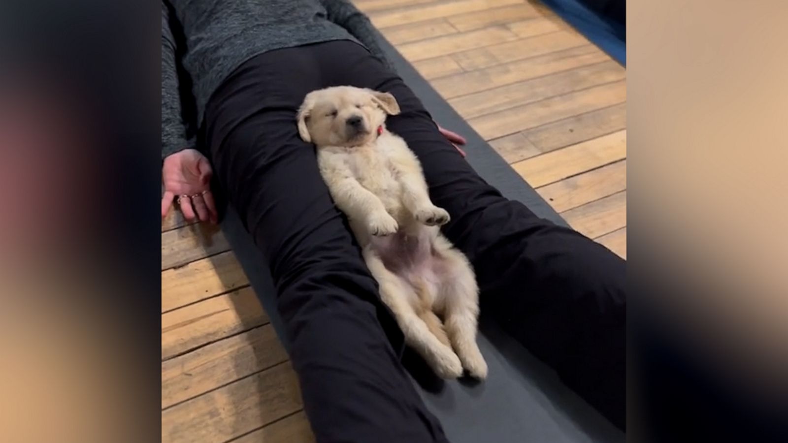 VIDEO: Prepare for cuteness overload in the form of puppy yoga