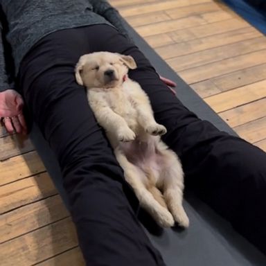 VIDEO: Prepare for cuteness overload in the form of puppy yoga