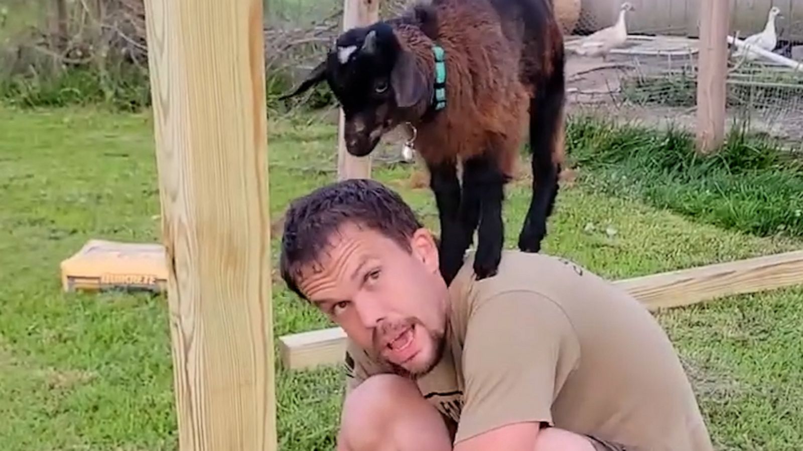 VIDEO: Goat jumps on owners back as he tries to fix broken fence