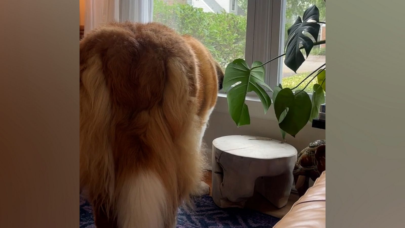 VIDEO: St. Bernard stares out window after grandpa and uncle leave