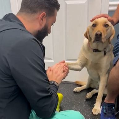 VIDEO: Video of injured dog learning to trust vet goes viral 