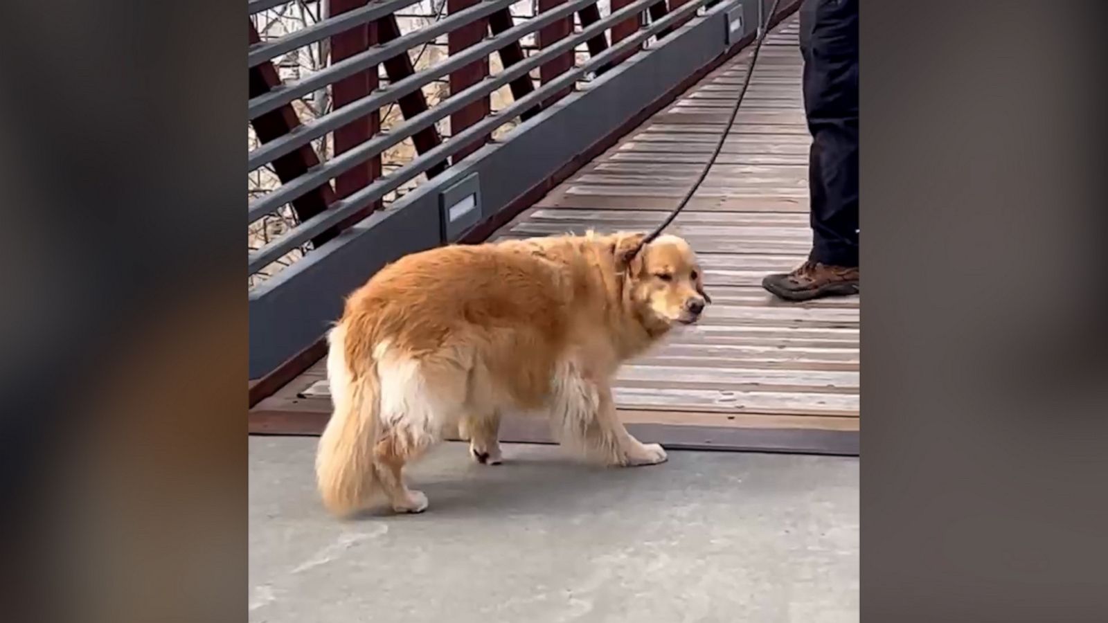 VIDEO: Watch this golden retriever overcome her fear of crossing a bridge