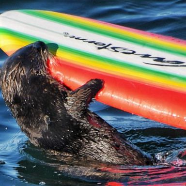 VIDEO: California sea otter steals surf boards