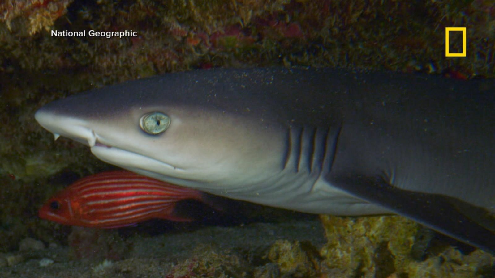 How to watch SharkFest 2023: National Geographic's month of shark