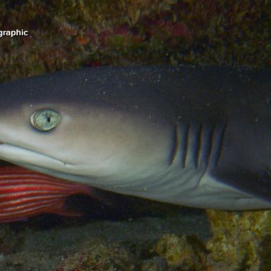 VIDEO: National Geographic’s ‘SharkFest’ contestant talks shark attacks