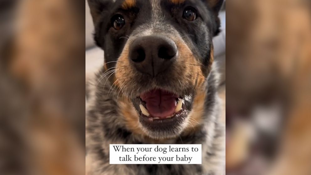 Dog says ‘mama’ instead of the baby and adorably steals the spotlight | GMA
