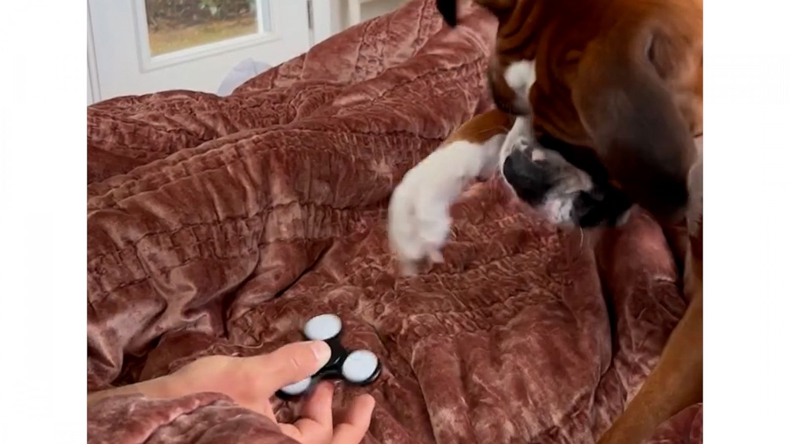 VIDEO: Adorable pup learns how to use fidget spinner