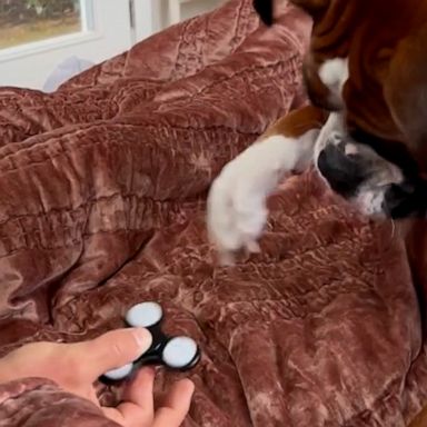 VIDEO: Adorable pup learns how to use fidget spinner